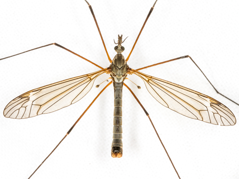 Tipula luna